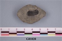 藏品(小型三葉蟲化石)的圖片